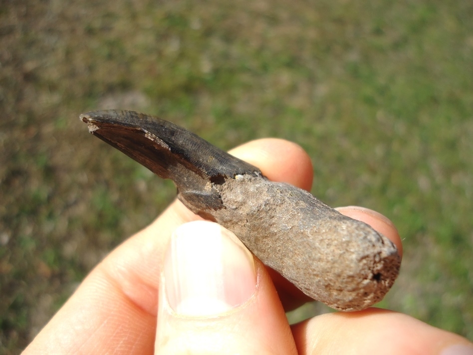 Large image 4 Huge Horse Canine Tooth
