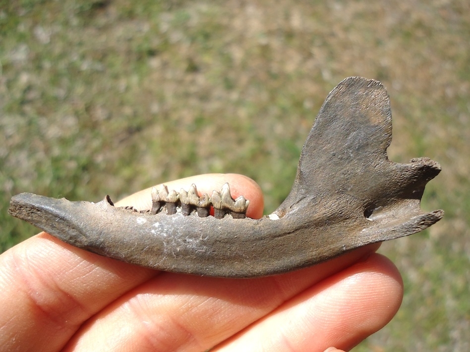 Large image 1 Choice Opossum Mandible with Three Teeth