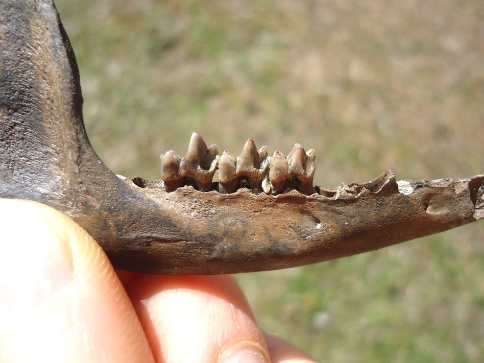 Large image 2 Choice Opossum Mandible with Three Teeth