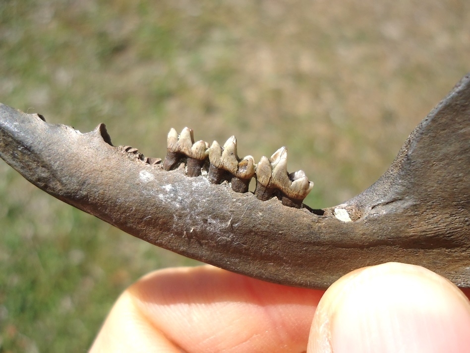 Large image 3 Choice Opossum Mandible with Three Teeth