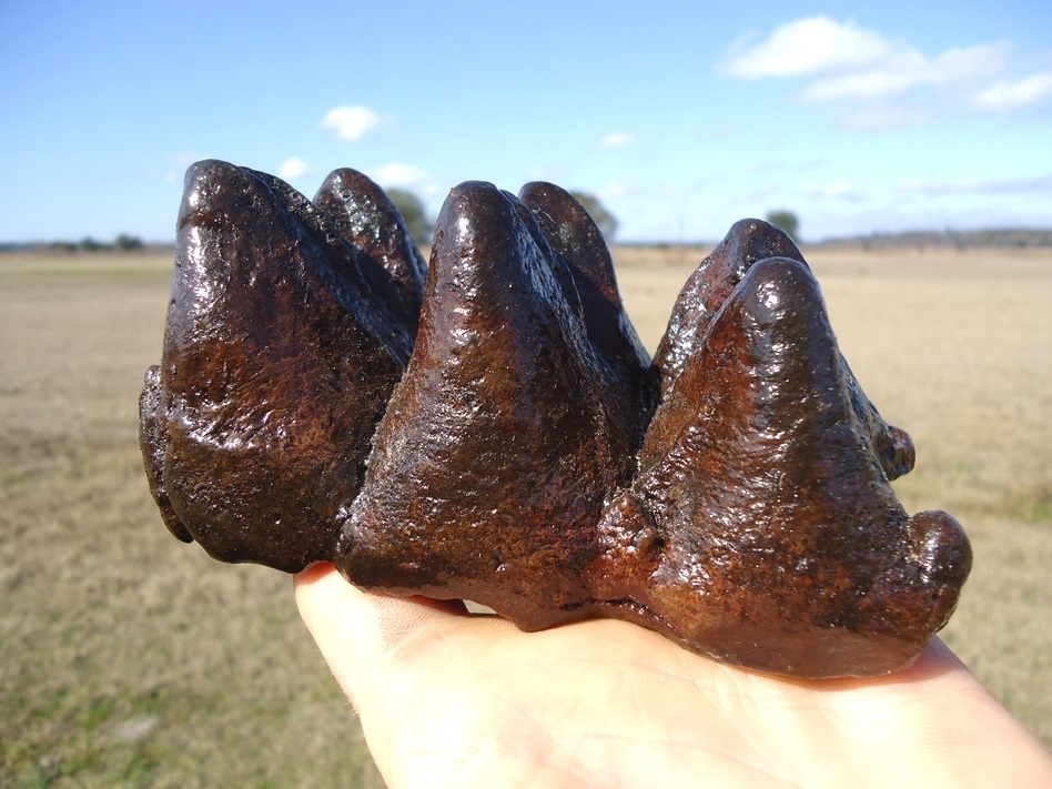 Large image 1 Excellent Partial Mastodon Tooth