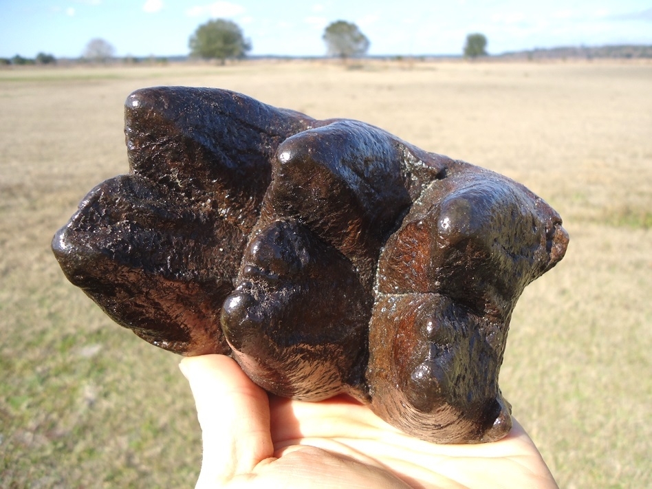 Large image 2 Excellent Partial Mastodon Tooth