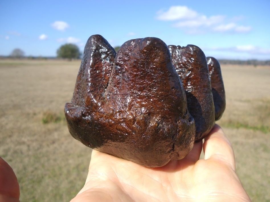 Large image 3 Excellent Partial Mastodon Tooth