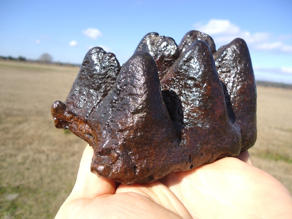 Large image 4 Excellent Partial Mastodon Tooth