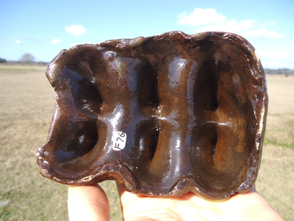 Large image 5 Excellent Partial Mastodon Tooth