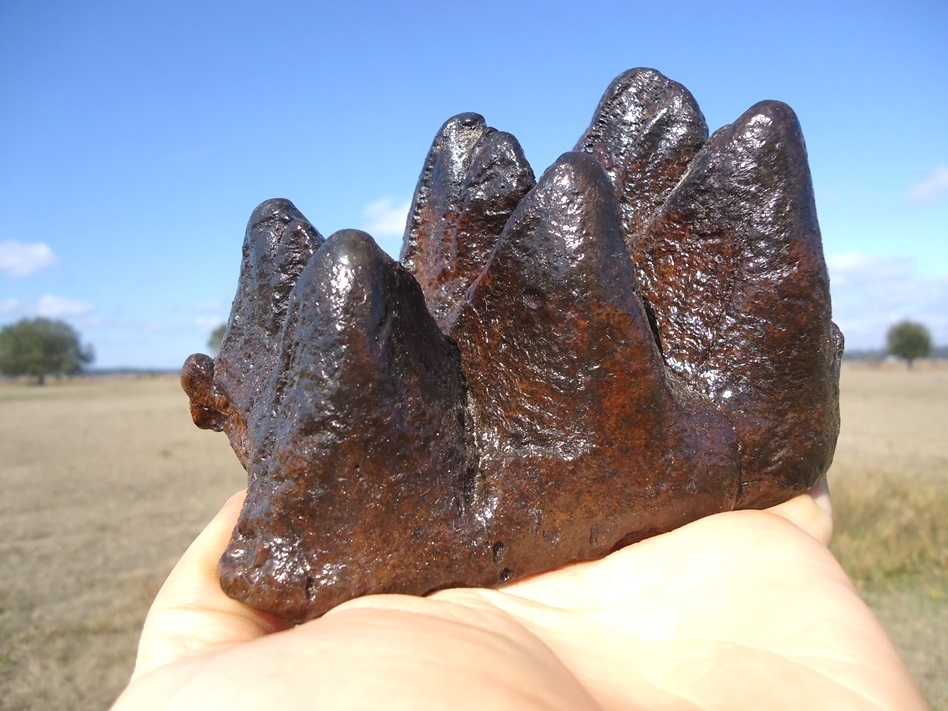 Large image 6 Excellent Partial Mastodon Tooth