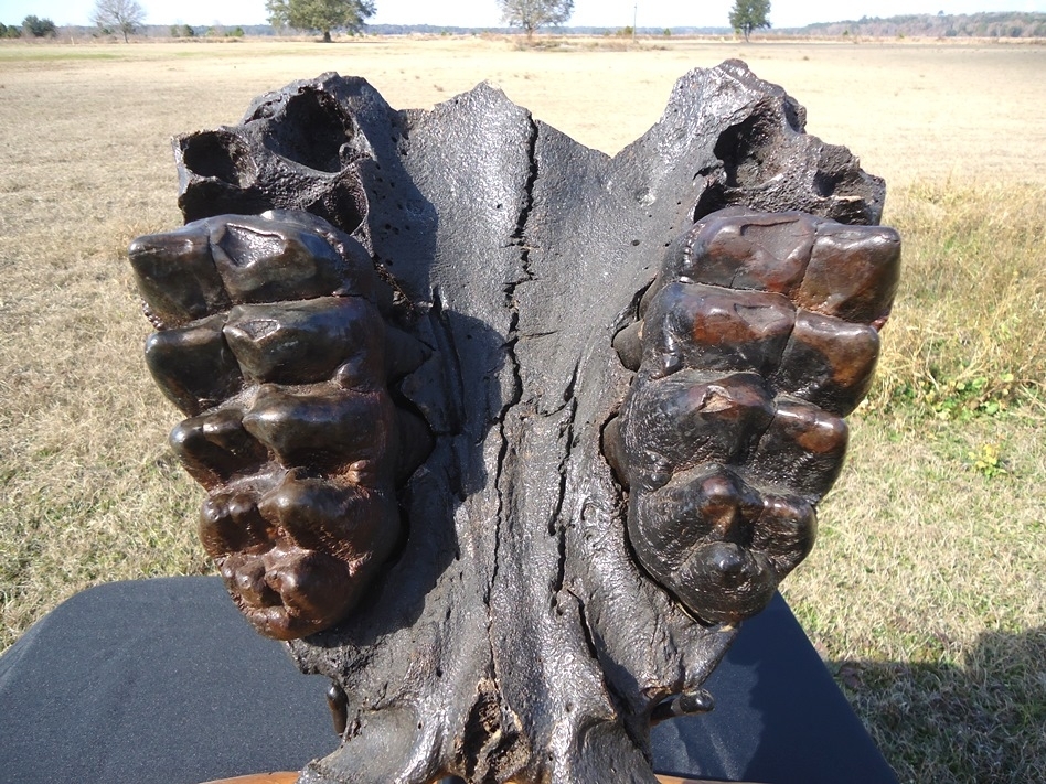 Large image 4 World Class Mastodon Palate