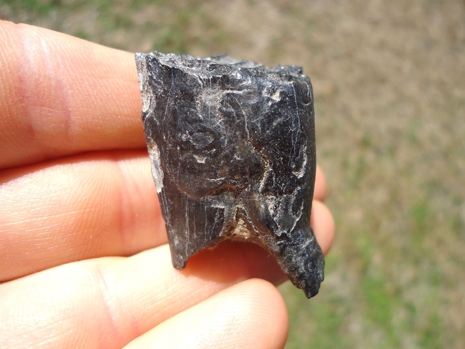 Large image 1 Bargain Leisey Shell Pit Horse Molar