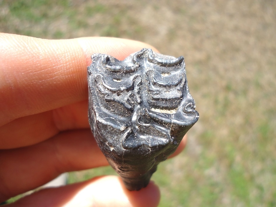 Large image 2 Bargain Leisey Shell Pit Horse Molar