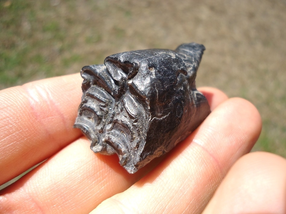 Large image 3 Bargain Leisey Shell Pit Horse Molar