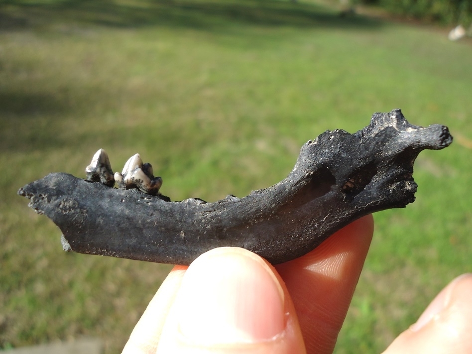 Large image 1 Raccoon Mandible with Two Teeth