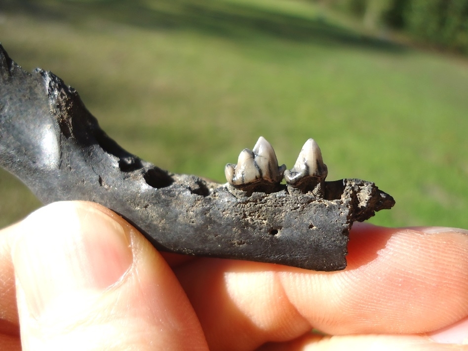 Large image 2 Raccoon Mandible with Two Teeth