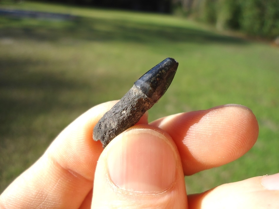 Large image 2 Choice Bottlenose Dolphin Tooth