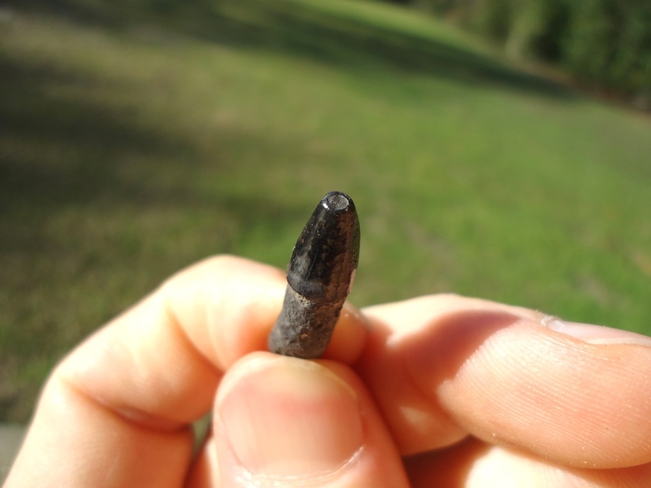 Large image 3 Choice Bottlenose Dolphin Tooth