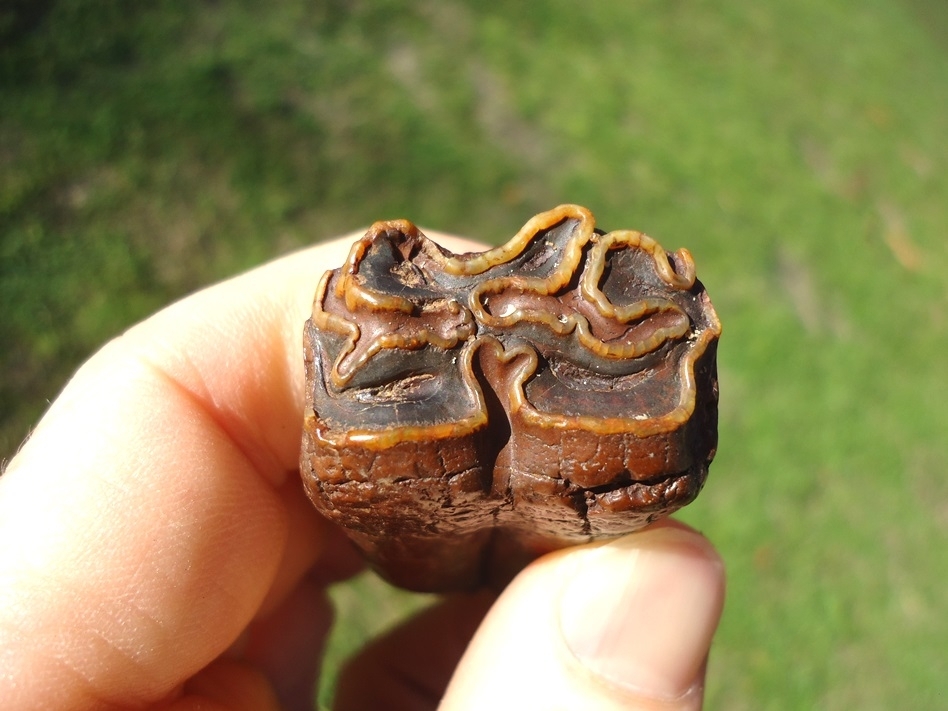 Large image 2 Colorful Suwannee River Horse Tooth