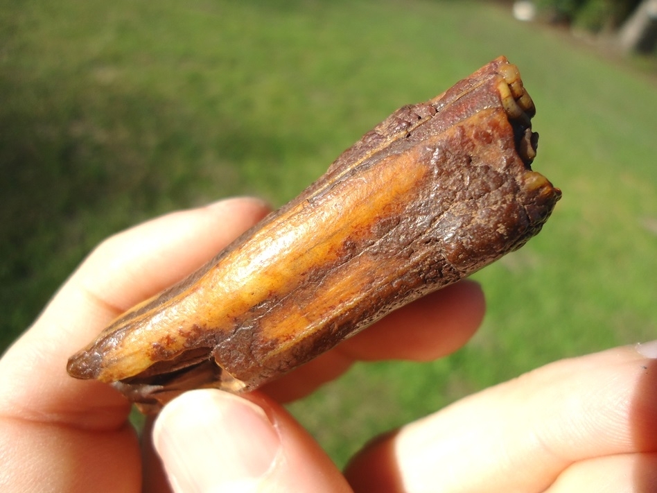 Large image 4 Colorful Suwannee River Horse Tooth