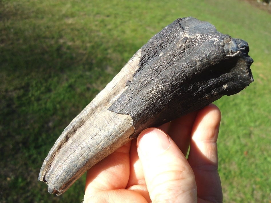 Large image 1 Unique Large Mastodon Tooth Root