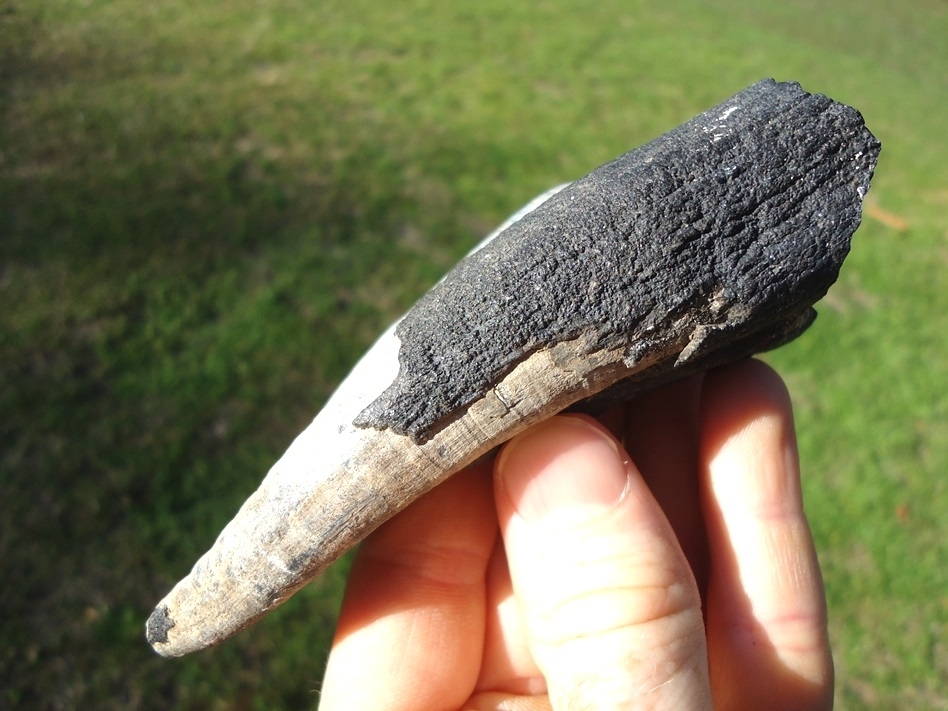 Large image 2 Unique Large Mastodon Tooth Root
