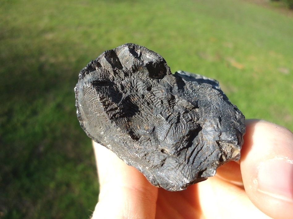 Large image 3 Unique Large Mastodon Tooth Root