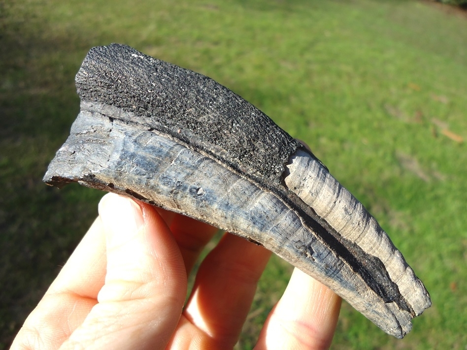 Large image 4 Unique Large Mastodon Tooth Root