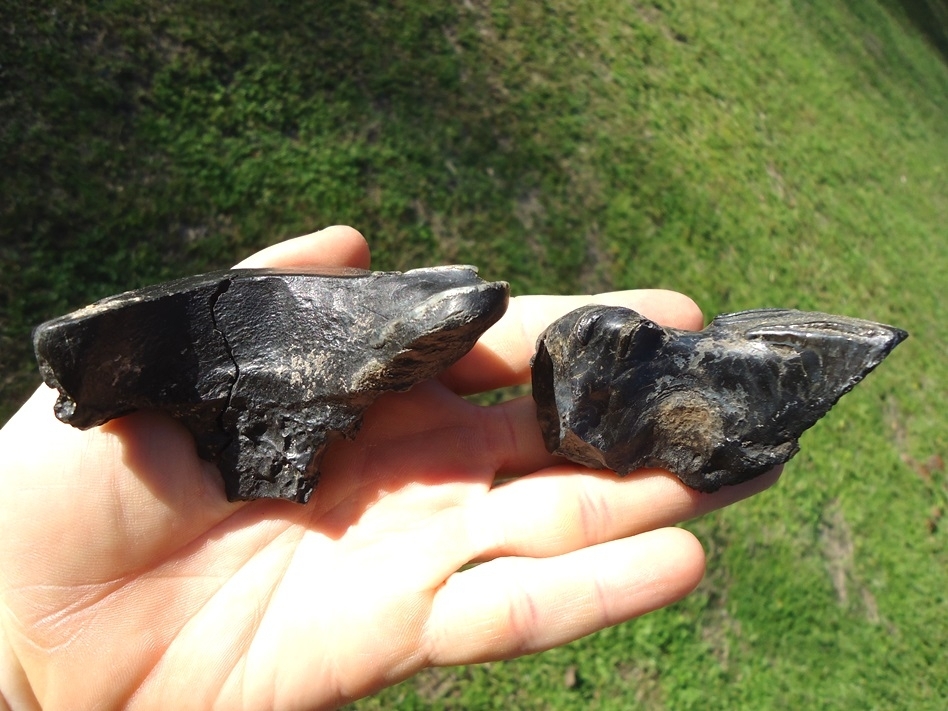 Large image 1 Two Unique Mammoth Spit Teeth