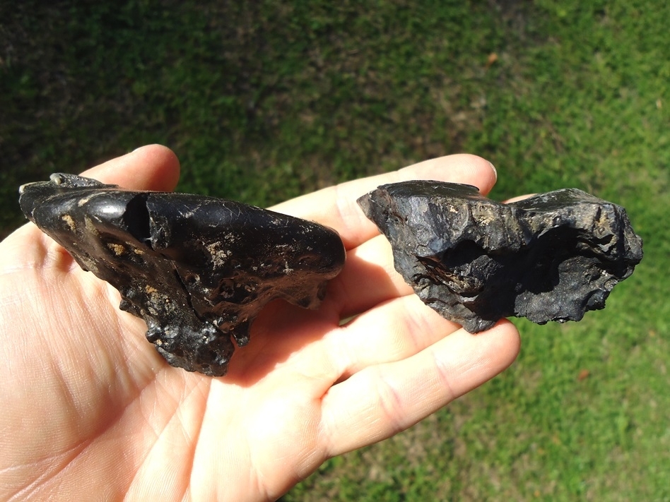 Large image 3 Two Unique Mammoth Spit Teeth