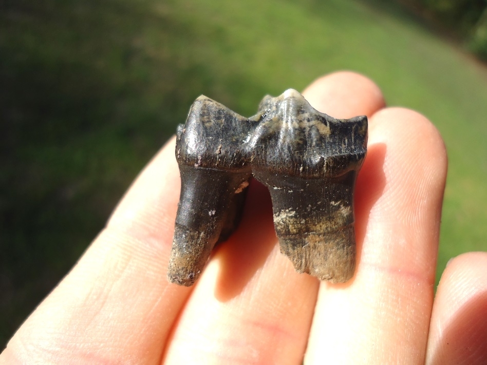 Large image 1 Excellent Rooted Tapir Premolar