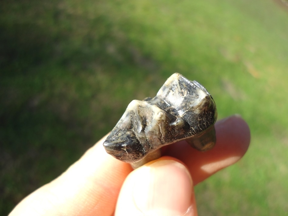 Large image 2 Excellent Rooted Tapir Premolar