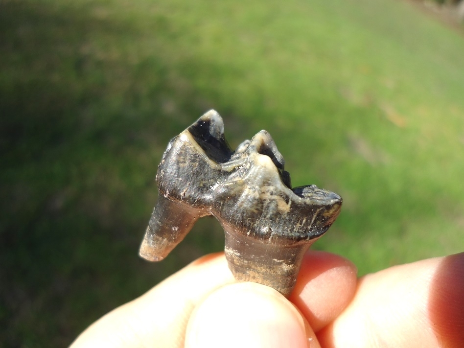 Large image 3 Excellent Rooted Tapir Premolar