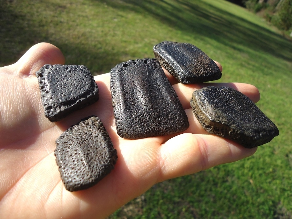 Large image 1 Five Choice Giant Armadillo Scutes