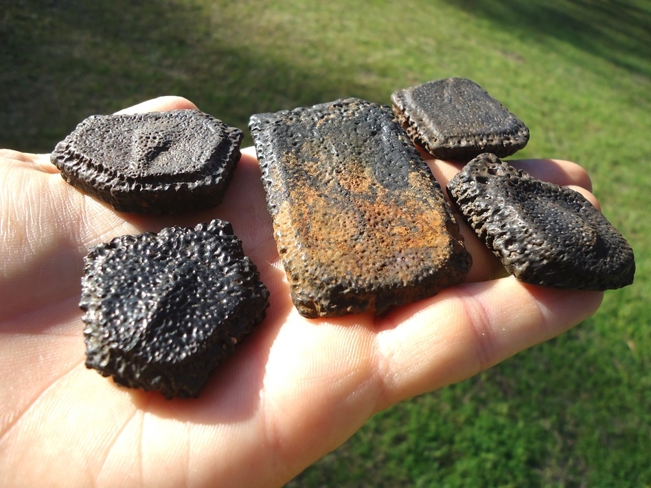 Large image 1 Five Choice Giant Armadillo Scutes