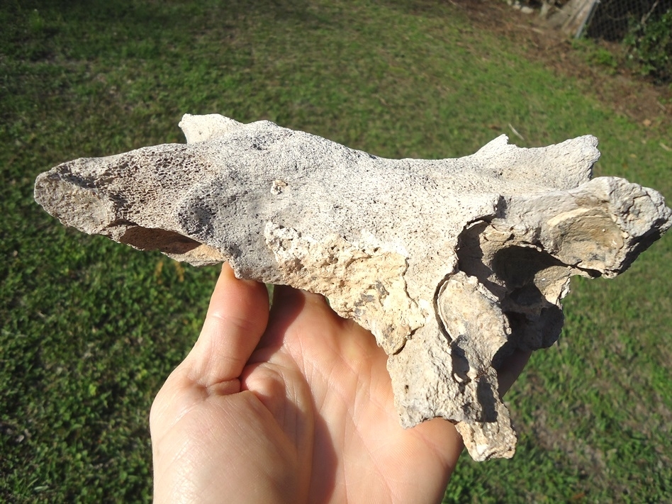 Large image 1 Unique Mastodon Palate