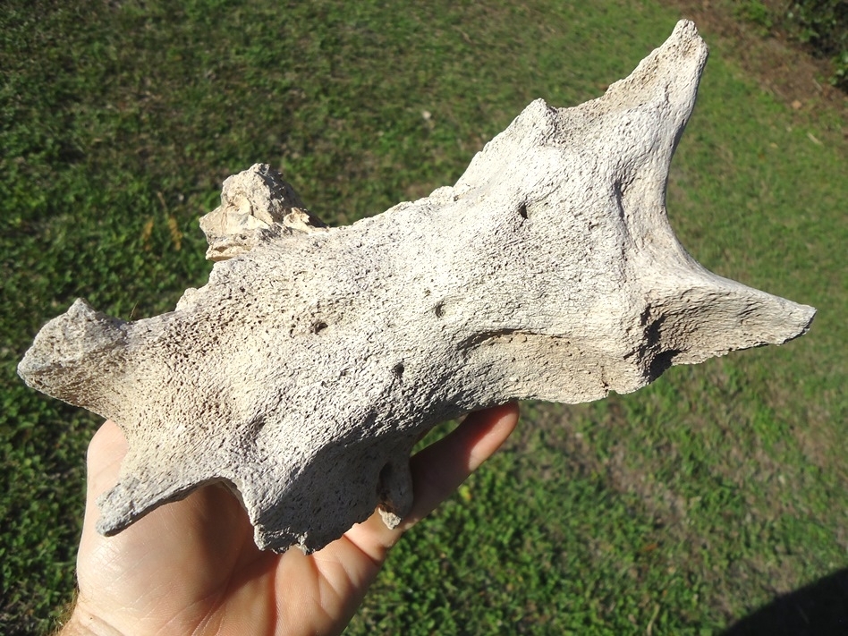 Large image 4 Unique Mastodon Palate