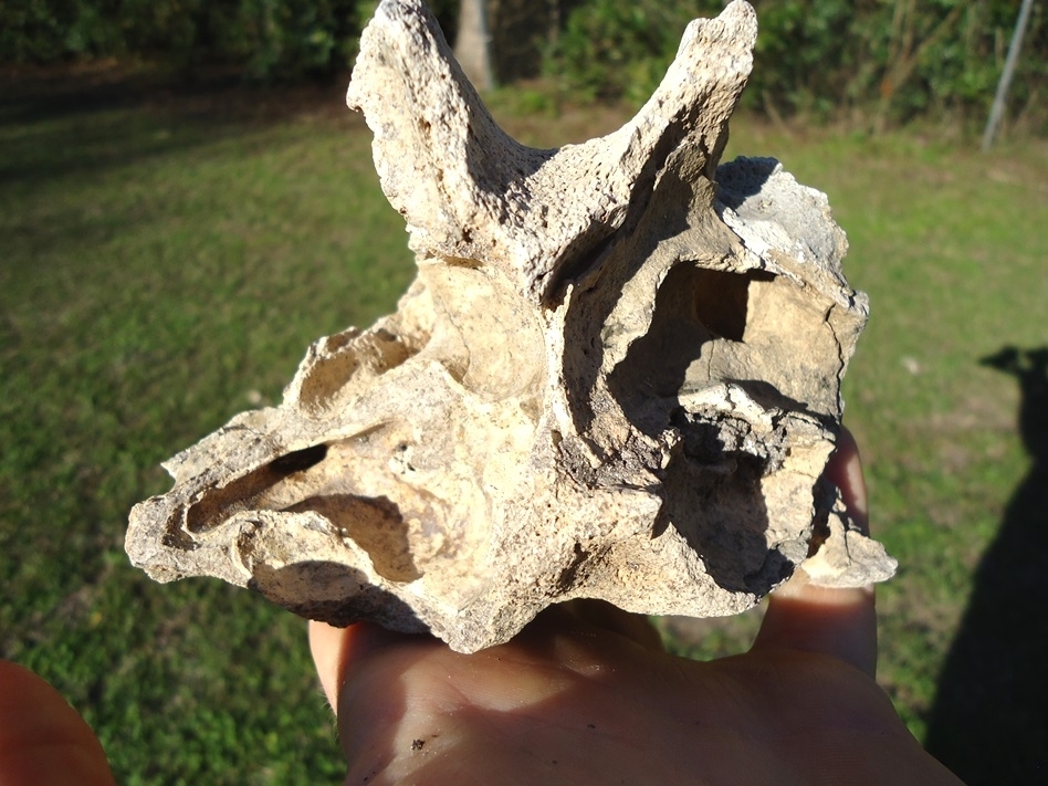 Large image 5 Unique Mastodon Palate