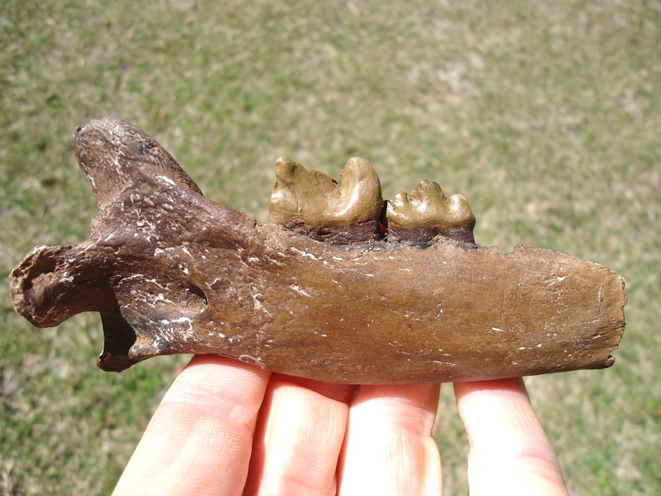 Large image 1 Saber Cat Jaw *REPLICA*