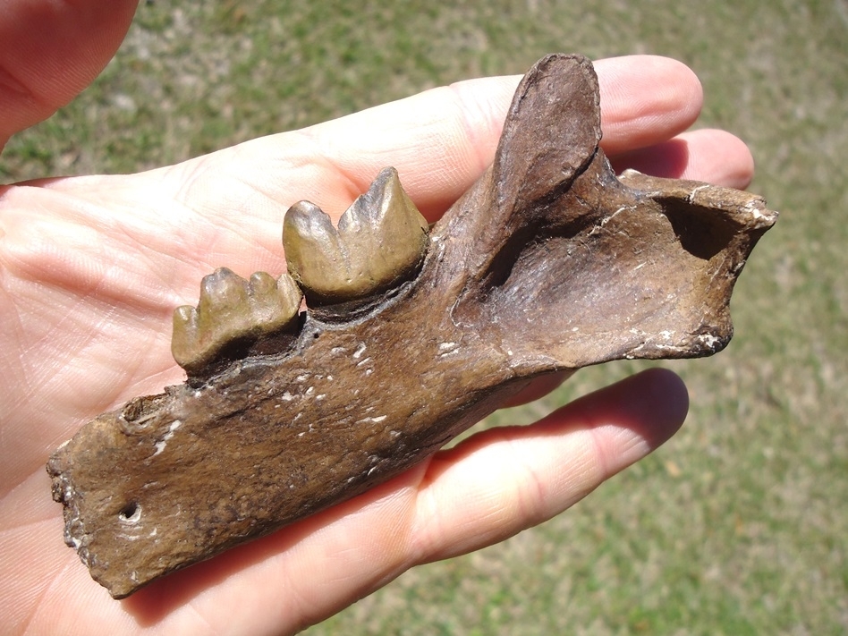 Large image 3 Saber Cat Jaw *REPLICA*