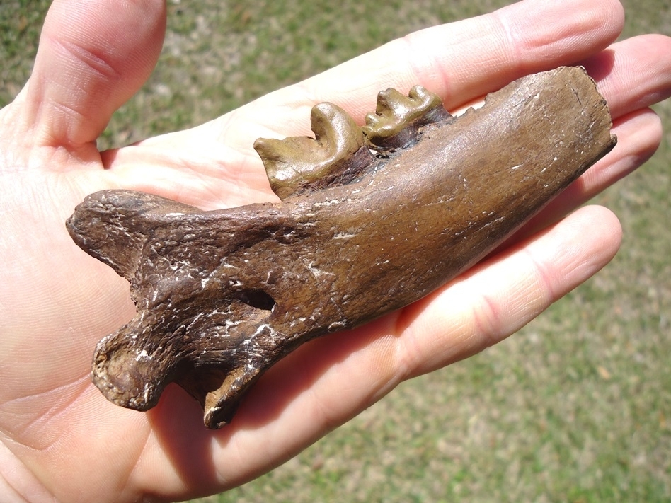 Large image 4 Saber Cat Jaw *REPLICA*