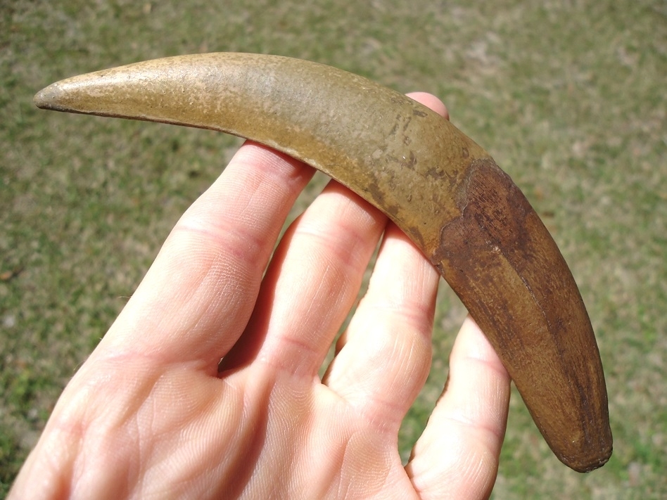 Large image 1 Saber Cat Canine *REPLICA*