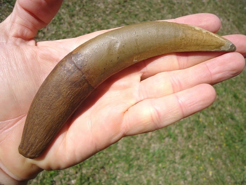 Large image 2 Saber Cat Canine *REPLICA*