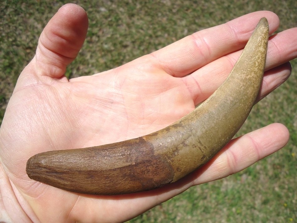 Large image 3 Saber Cat Canine *REPLICA*