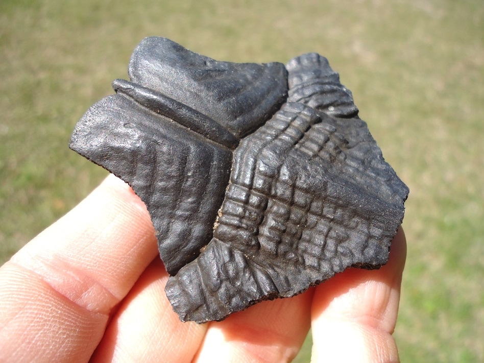 Large image 1 Top Quality Turtle Nuchal Scute