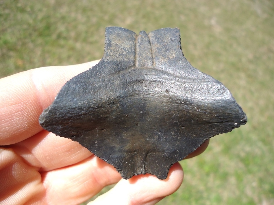 Large image 2 Top Quality Turtle Nuchal Scute