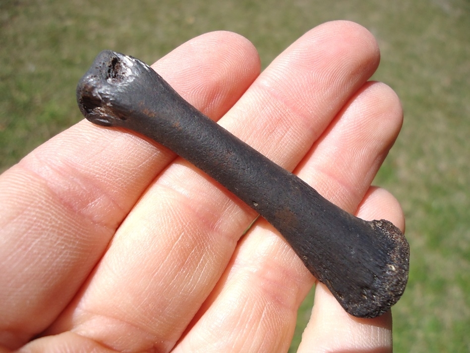 Large image 1 Choice Quality Alligator Metapodial