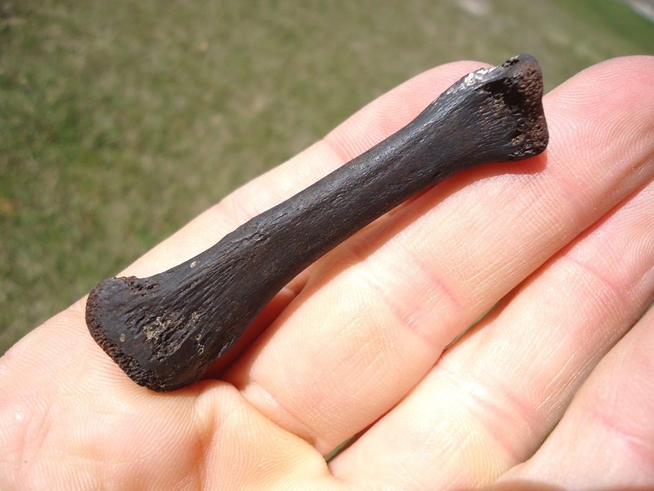 Large image 3 Choice Quality Alligator Metapodial