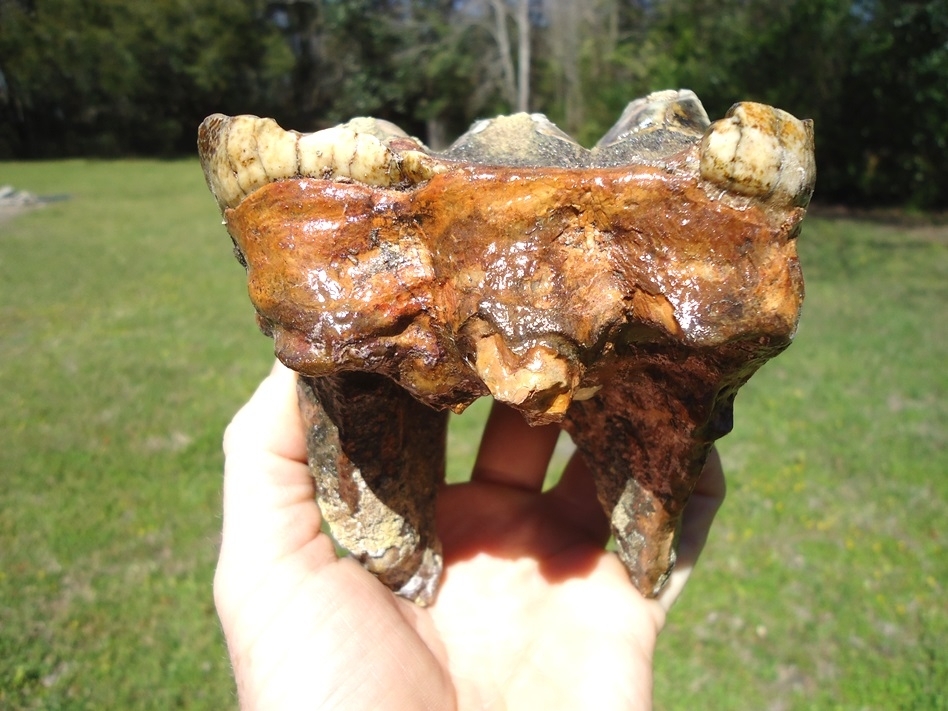 Large image 1 Unique Mottled White & Black Mastodon Tooth