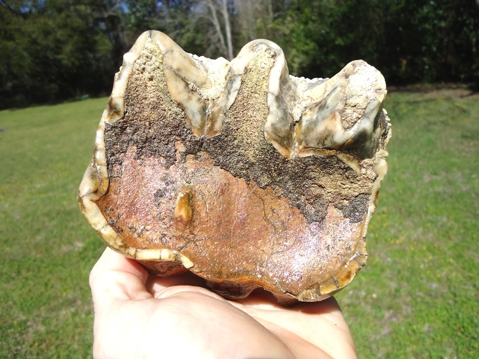 Large image 2 Unique Mottled White & Black Mastodon Tooth