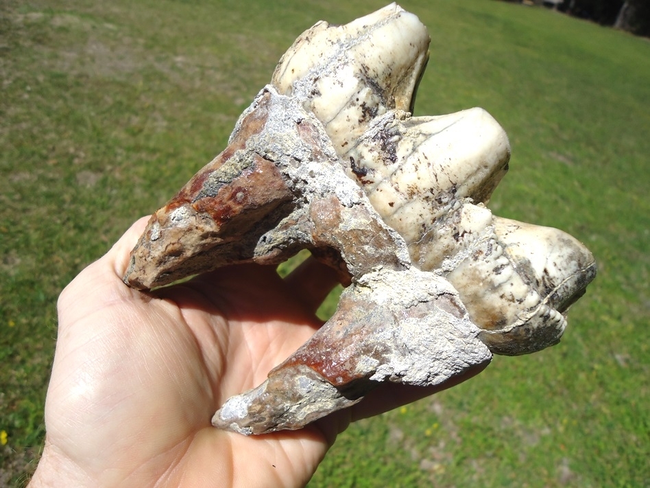 Large image 3 Unique Mottled White & Black Mastodon Tooth