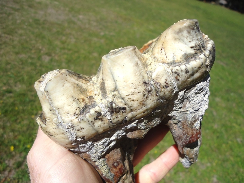 Large image 4 Unique Mottled White & Black Mastodon Tooth