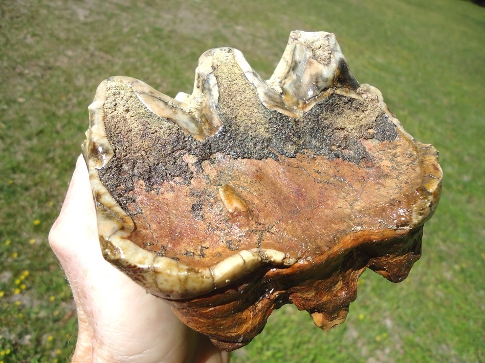 Large image 5 Unique Mottled White & Black Mastodon Tooth