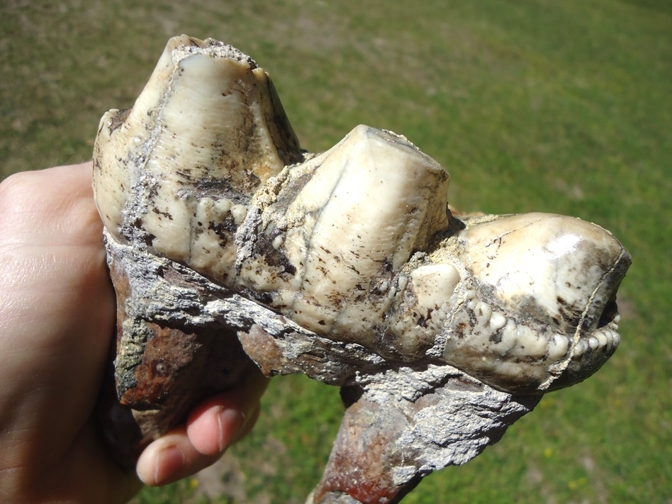 Large image 6 Unique Mottled White & Black Mastodon Tooth